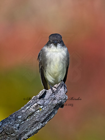 Sayornis phoeobe  EASTERN PHOEBE 9071479z