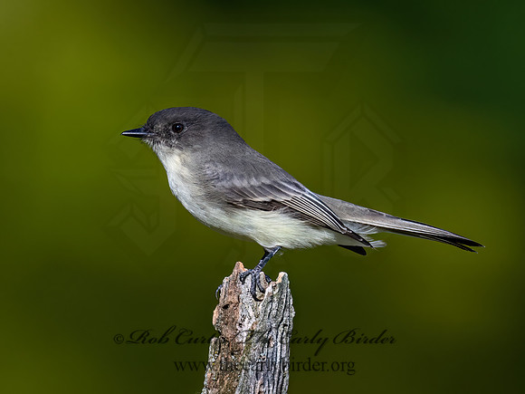 Sayornis phoeobe  EASTERN PHOEBE 9071473z