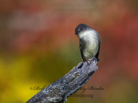 Sayornis phoeobe  EASTERN PHOEBE 9071475z