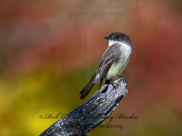 Sayornis phoeobe  EASTERN PHOEBE 9071482z