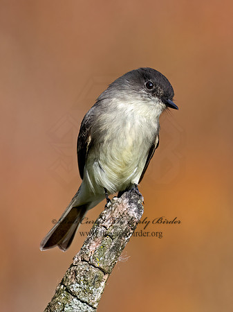 Sayornis phoeobe  EASTERN PHOEBE 9071509z
