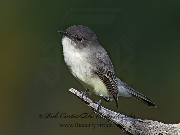 Sayornis phoeobe  EASTERN PHOEBE 9071535z