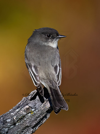 Sayornis phoeobe  EASTERN PHOEBE 9071552z