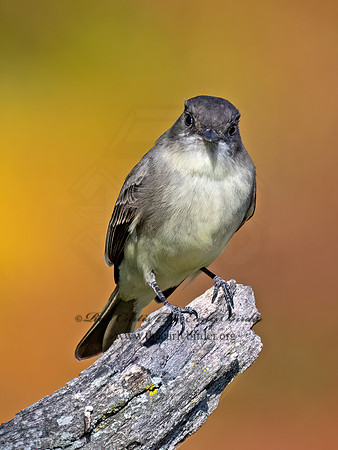 Sayornis phoeobe  EASTERN PHOEBE 9071553z