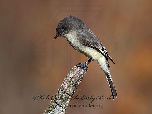Sayornis phoeobe  EASTERN PHOEBE 9071538z