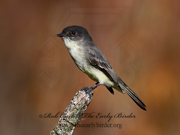 Sayornis phoeobe  EASTERN PHOEBE 9071541z