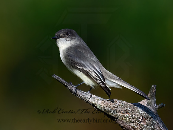 Sayornis phoeobe  EASTERN PHOEBE 9071556z