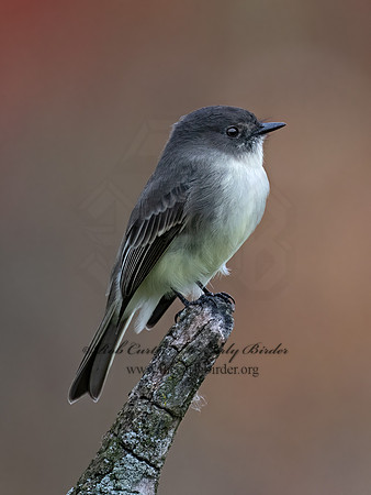 Sayornis phoeobe  EASTERN PHOEBE 9071667z