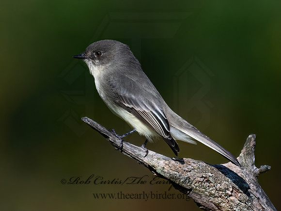 Sayornis phoeobe  EASTERN PHOEBE 9071558z