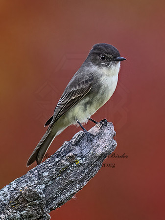 Sayornis phoeobe  EASTERN PHOEBE 9071671z