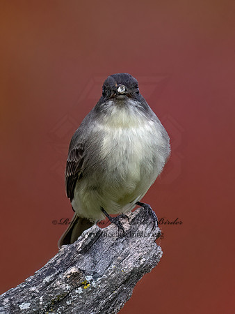 Sayornis phoeobe  EASTERN PHOEBE 9071677z