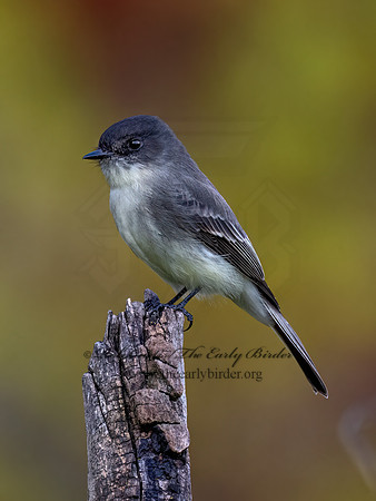 Sayornis phoeobe  EASTERN PHOEBE 9071673z