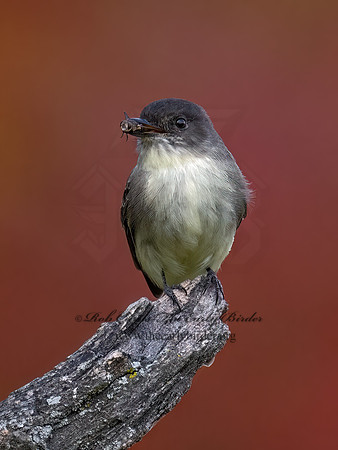 Sayornis phoeobe  EASTERN PHOEBE 9071680z