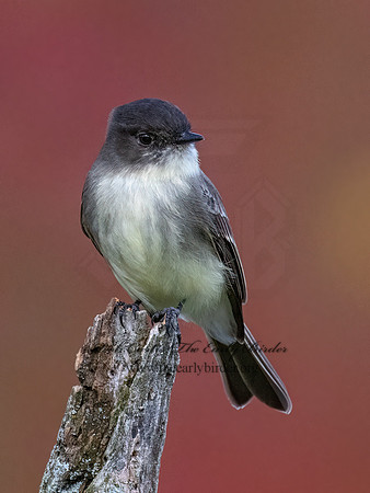 Sayornis phoeobe  EASTERN PHOEBE 9071683z