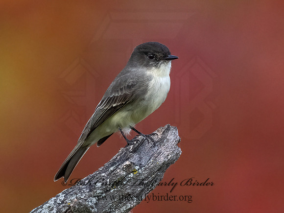 Sayornis phoeobe  EASTERN PHOEBE 9071686z