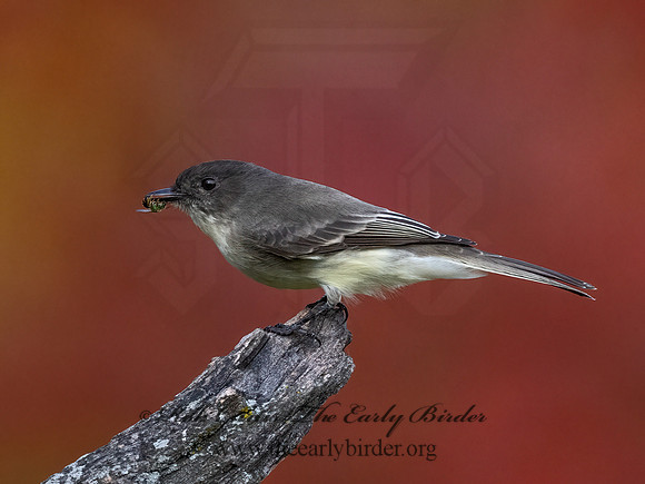 Sayornis phoeobe  EASTERN PHOEBE 9071687z
