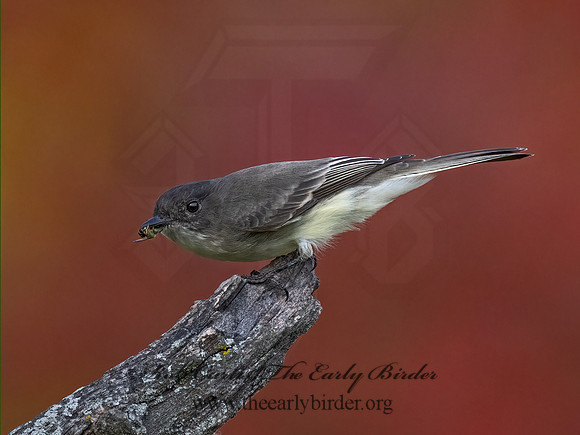 Sayornis phoeobe  EASTERN PHOEBE 9071690z