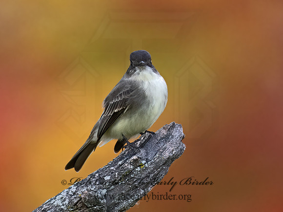 Sayornis phoeobe  EASTERN PHOEBE 9071719z