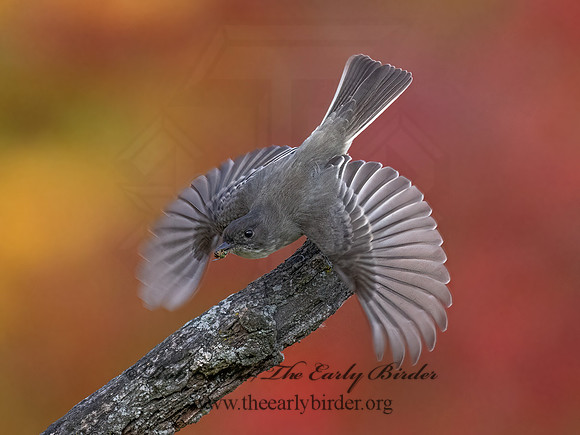 Sayornis phoeobe  EASTERN PHOEBE 9071691z