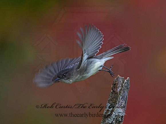 Sayornis phoeobe  EASTERN PHOEBE 9071684z