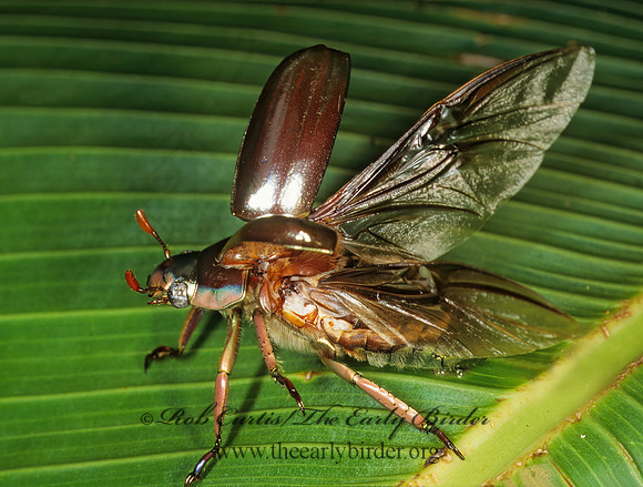Chrysina chrysargyra 202217z