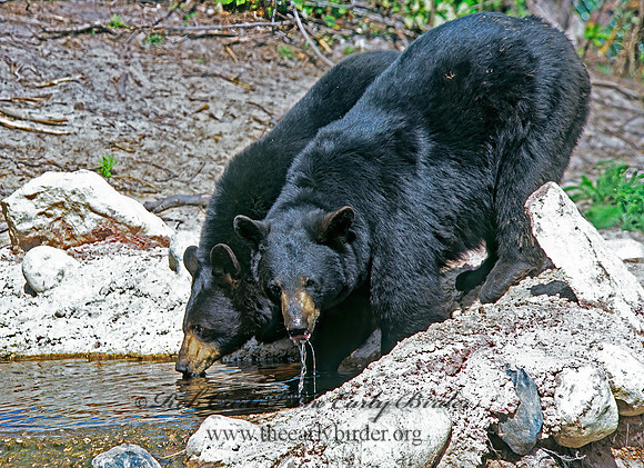 Ursus americanus  BLACK BEAR  302502z