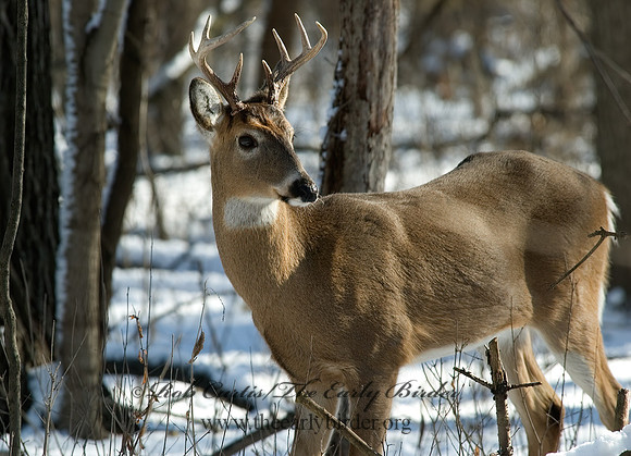 Odocoileus virginianus  WHITE-TAILED DEER 5017697z