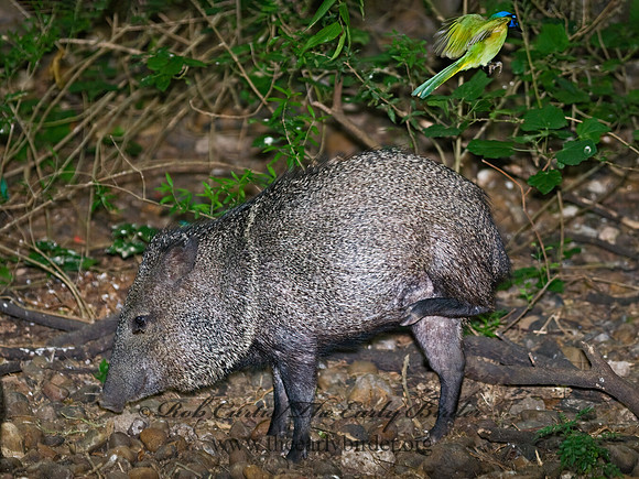 Tayassu angulatus  JAVELINA 7005227z