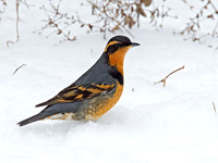 Ixoreus naevius VARIED THRUSH 9007192z