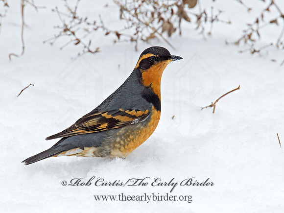 Ixoreus naevius  VARIED THRUSH 9007192z