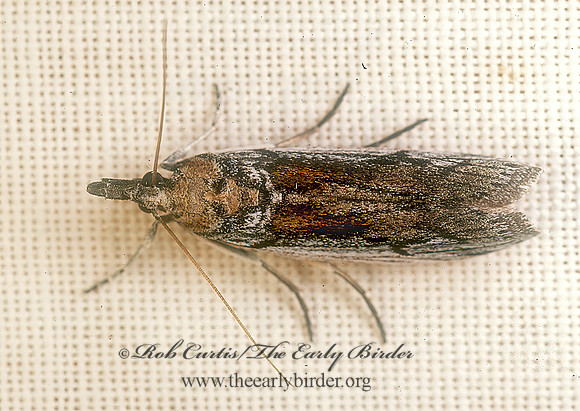 Melitara  PRICKLYPEAR BORER 74414 z