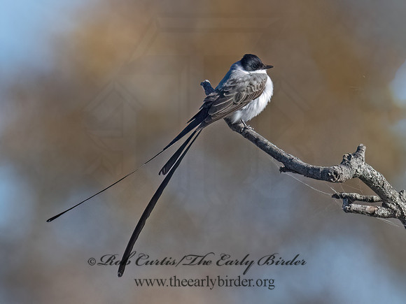 Tyrannus savana  FORK-TAILED FLYCATCHER 9071877z