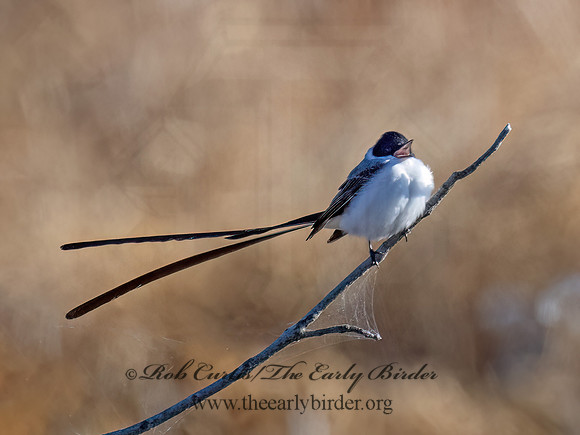 Tyrannus savana  FORK-TAILED FLYCATCHER 9071855z