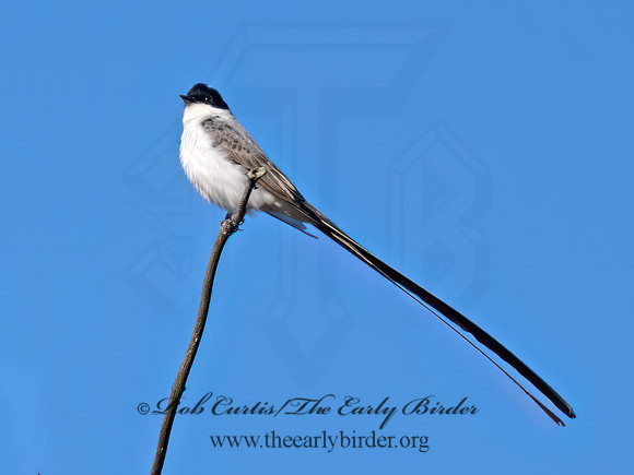 Tyrannus savana  FORK-TAILED FLYCATCHER 9071885z