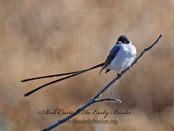 Tyrannus savana  FORK-TAILED FLYCATCHER 9071852z