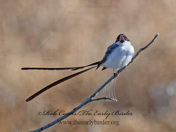 Tyrannus savana  FORK-TAILED FLYCATCHER 9071857z