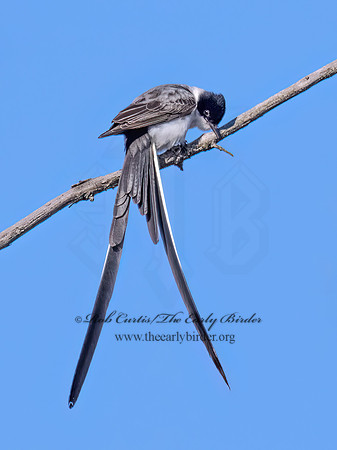 Tyrannus savana  FORK-TAILED FLYCATCHER 9071903z