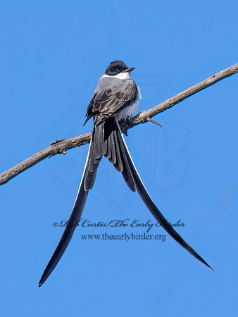 Tyrannus savana  FORK-TAILED FLYCATCHER 9071910z