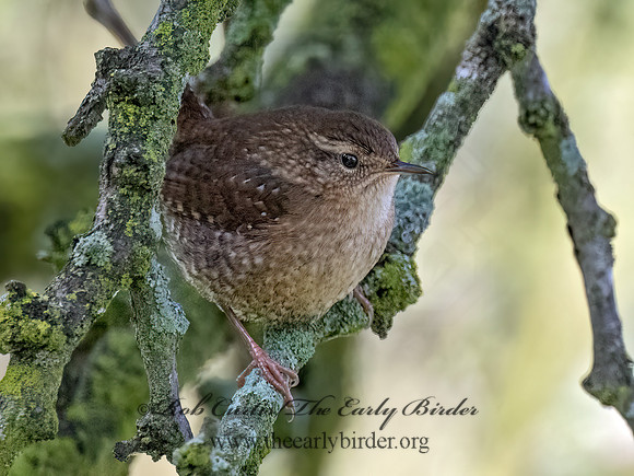 Troglodytes hiemalis  WINTER WREN 9070181z