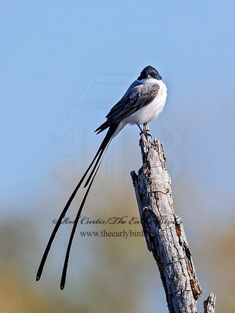 Tyrannus savana  FORK-TAILED FLYCATCHER 9071922z