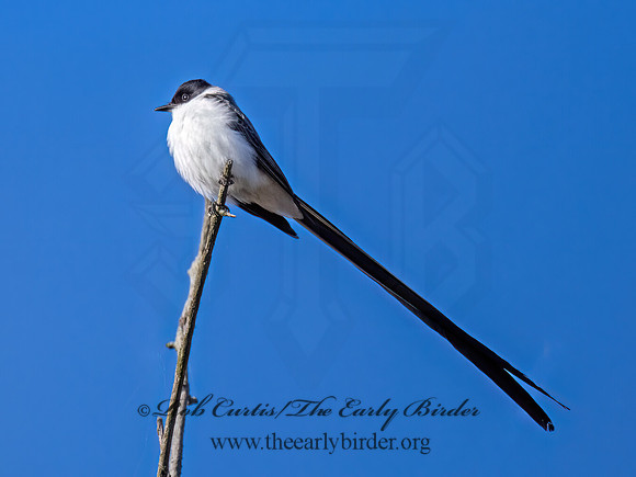 Tyrannus savana  FORK-TAILED FLYCATCHER 9071894z
