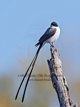 Tyrannus savana  FORK-TAILED FLYCATCHER 9071925z