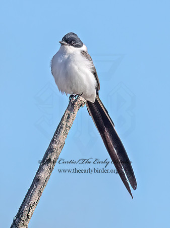 Tyrannus savana  FORK-TAILED FLYCATCHER 9071928z