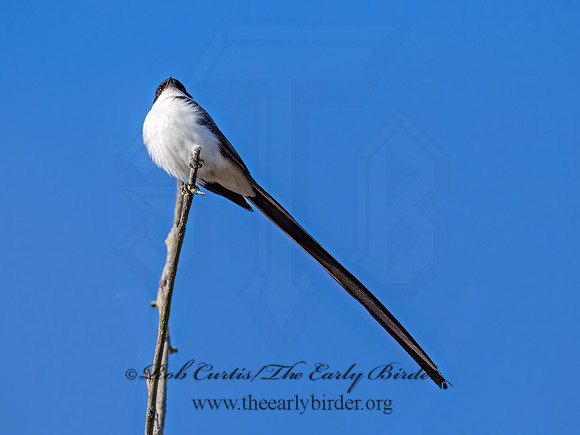 Tyrannus savana  FORK-TAILED FLYCATCHER 9071897z