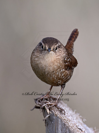 Troglodytes hiemalis  WINTER WREN 9070459z