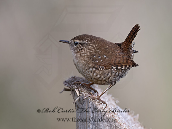 Troglodytes hiemalis  WINTER WREN 9070450z