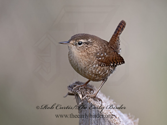 Troglodytes hiemalis  WINTER WREN 9070456z