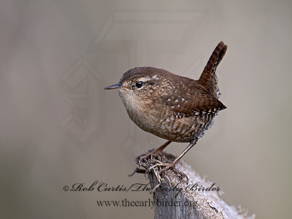 Troglodytes hiemalis  WINTER WREN 9070461z
