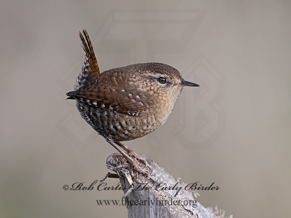 Troglodytes hiemalis  WINTER WREN 9070463z