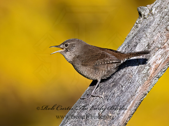 Troglodytes hiemalis  WINTER WREN 9071519z